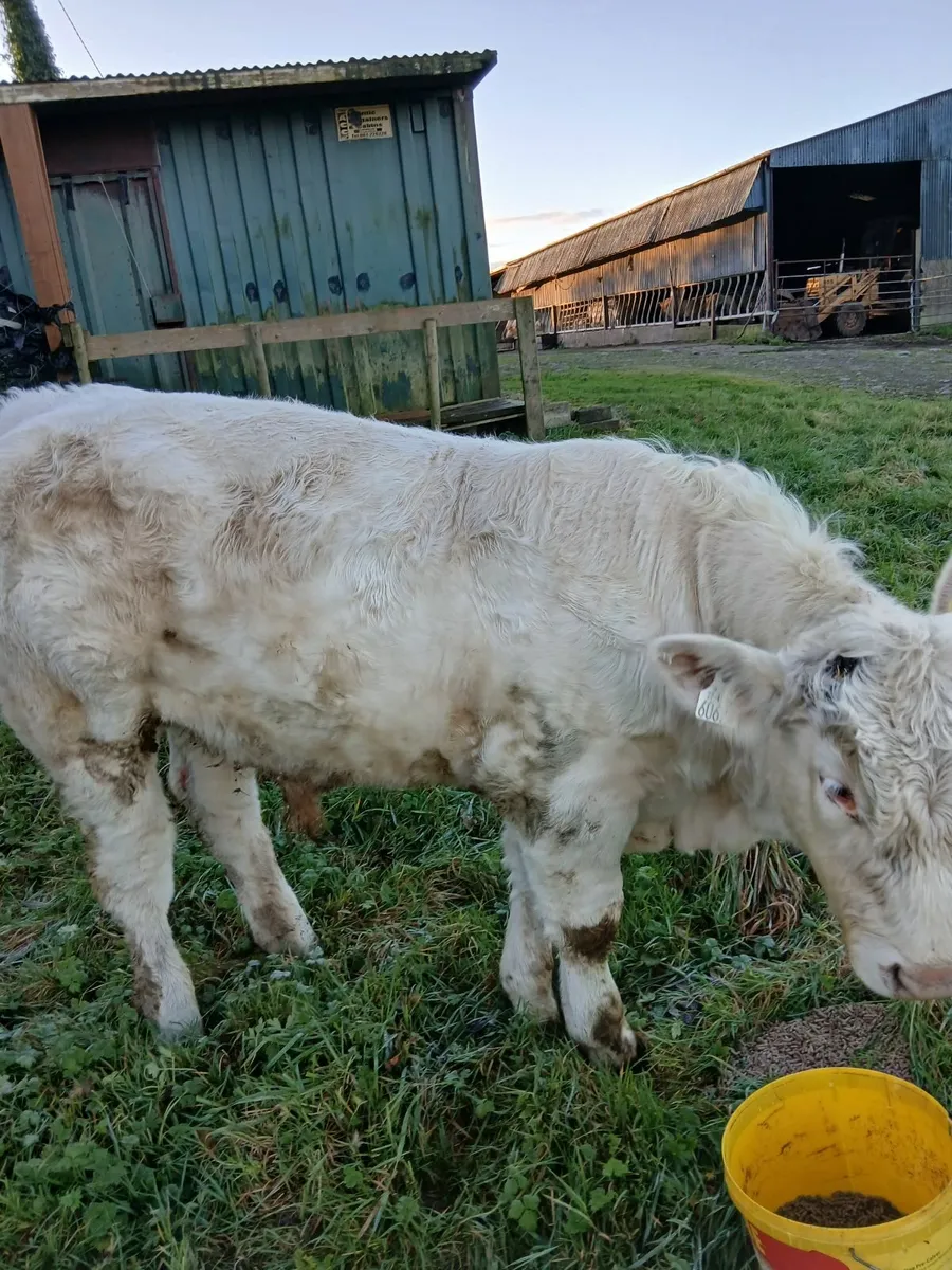 Pbr ch bulls - Image 1