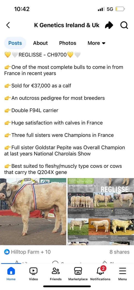 Charolais Bull and Heifer - Image 4