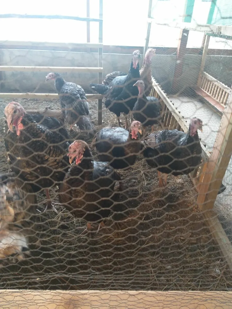 Turkeys for Sale - Image 1