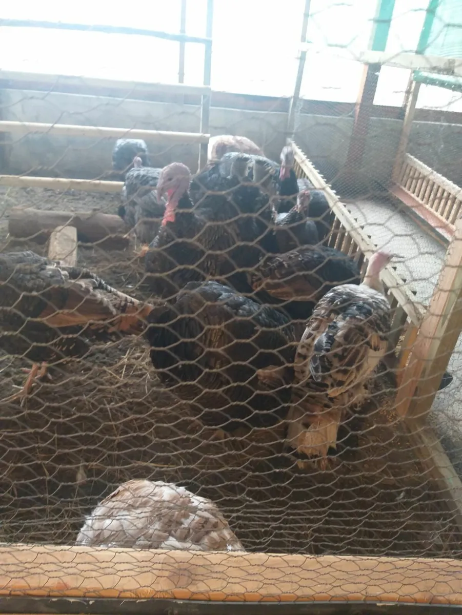 Turkeys for Sale - Image 2