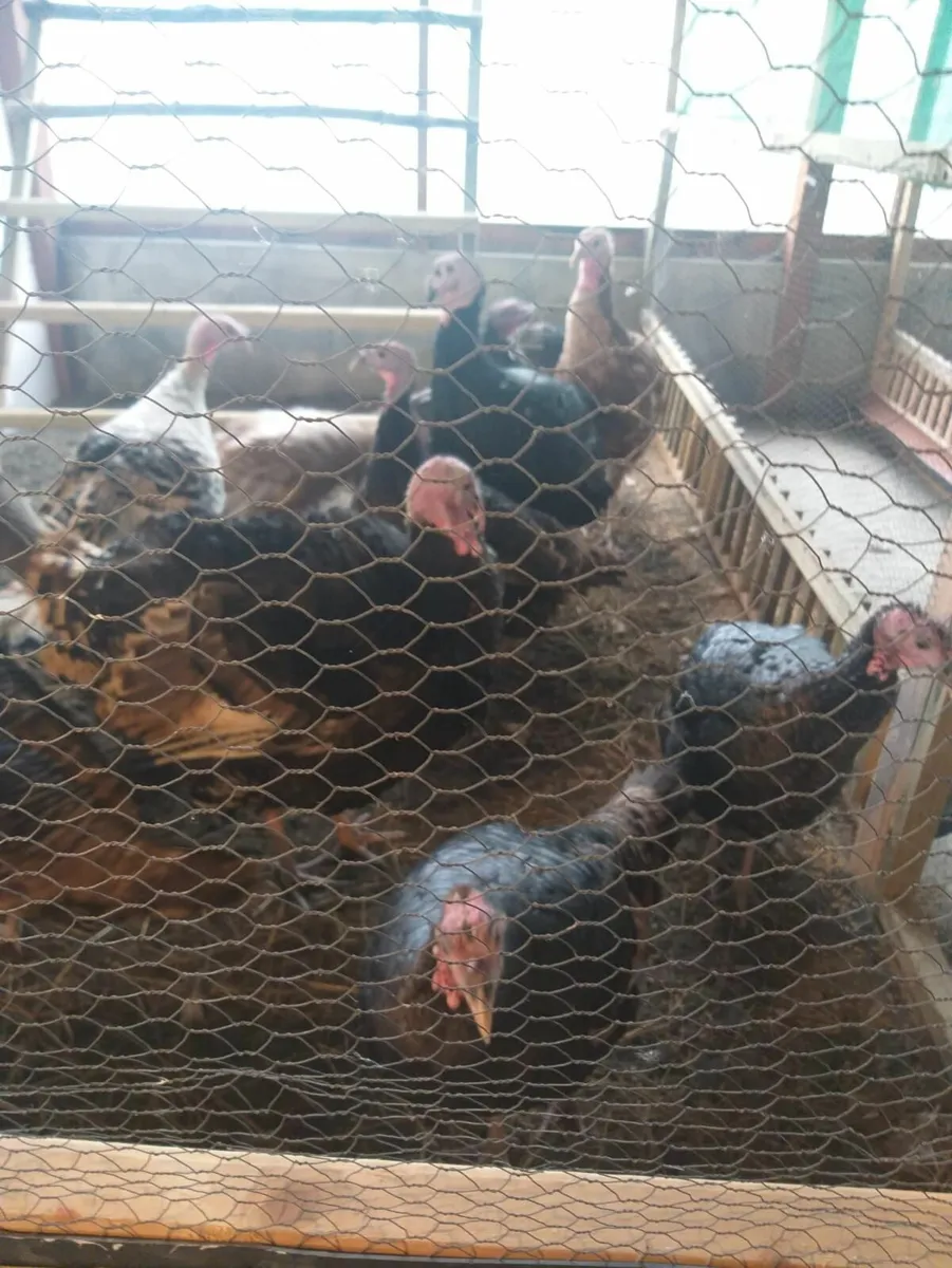 Turkeys for Sale - Image 3