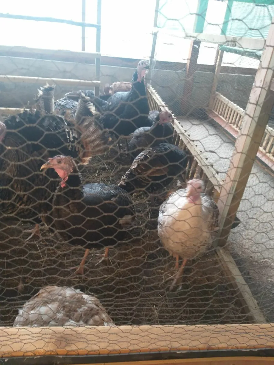 Turkeys for Sale - Image 4