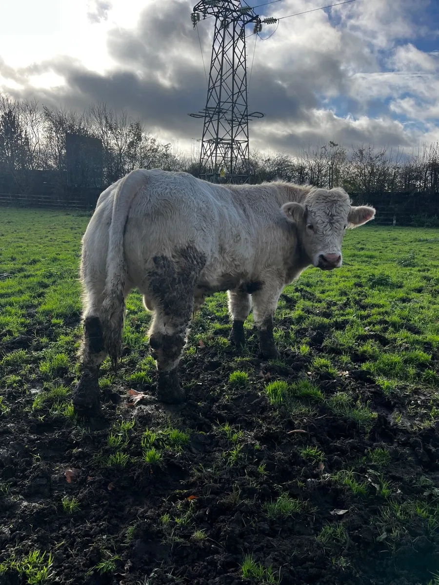 Charolais Bull and Heifer - Image 1