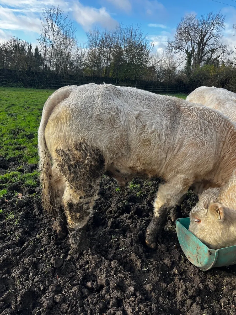 Charolais Bull and Heifer - Image 2