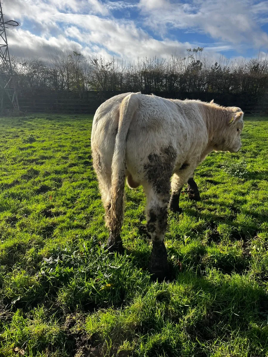 Charolais Bull and Heifer - Image 3