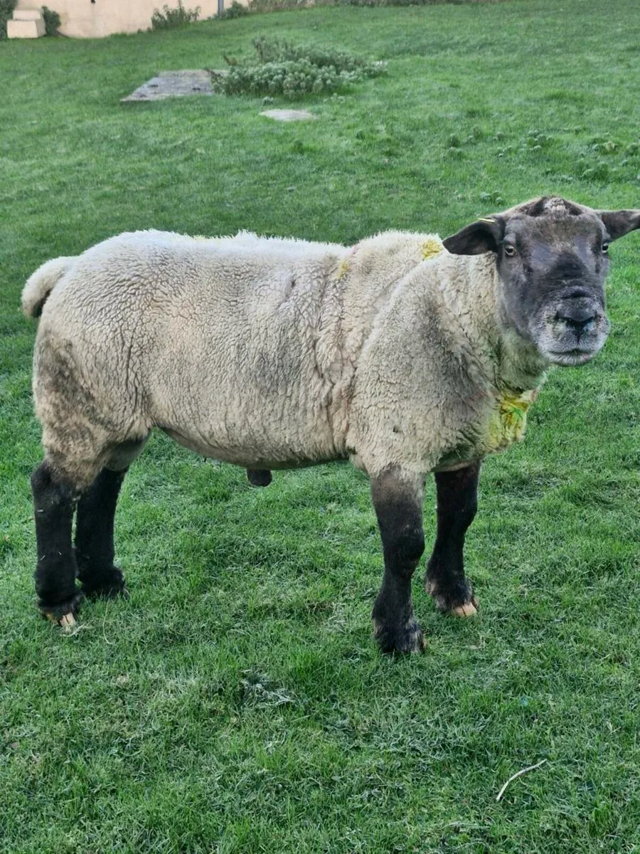 ***Suftex Stock Ram*** - Image 1