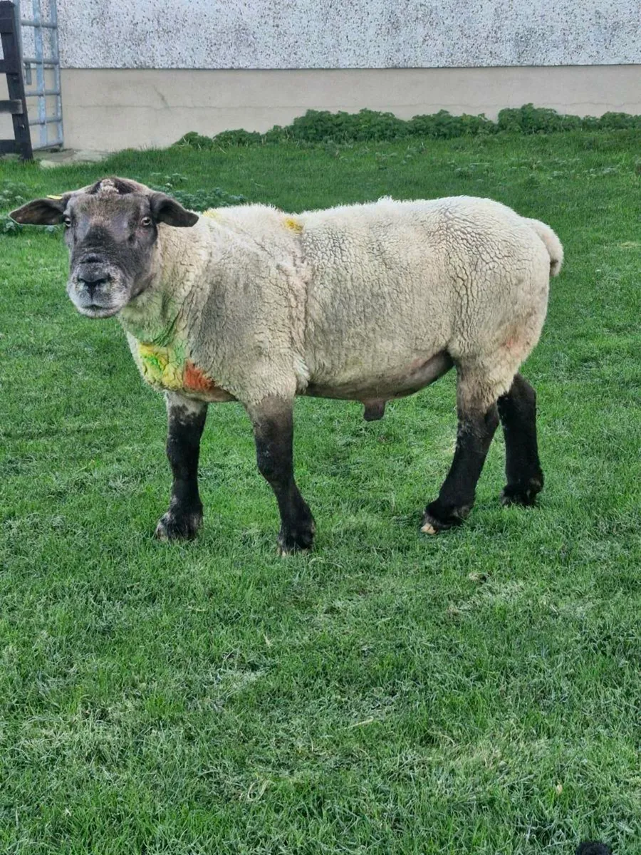 ***Suftex Stock Ram*** - Image 2