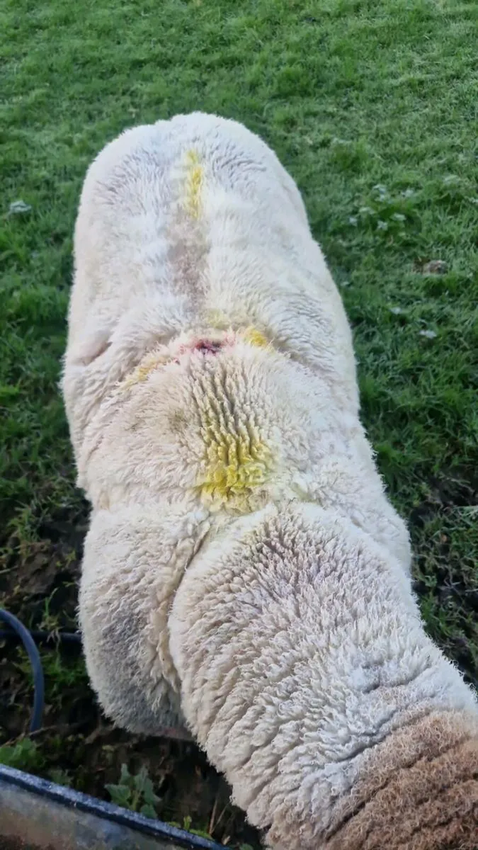 ***Suftex Stock Ram*** - Image 3