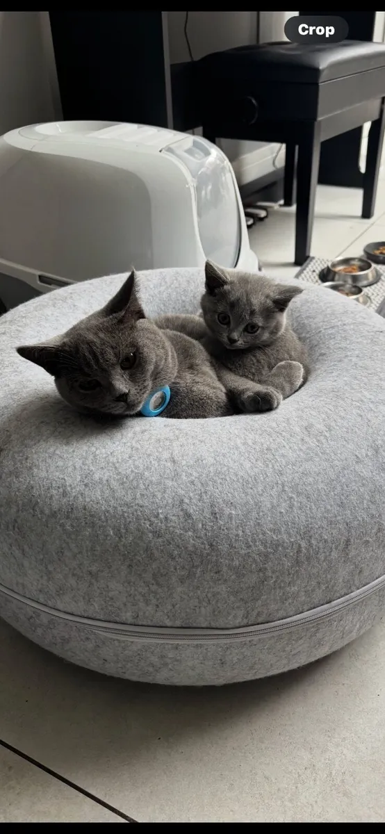 2 kittens - Image 2