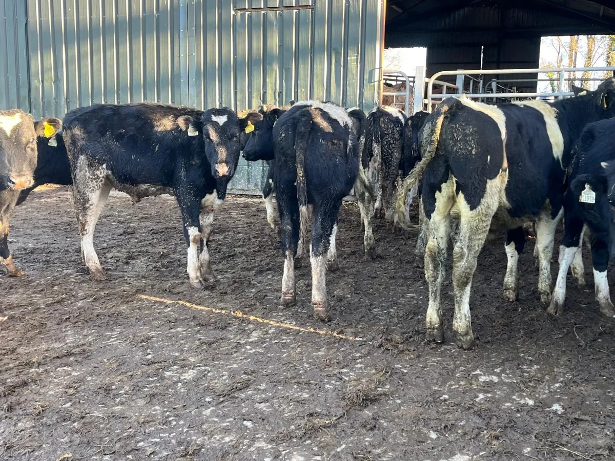 15 super  British Frisian bull weanlings - Image 1