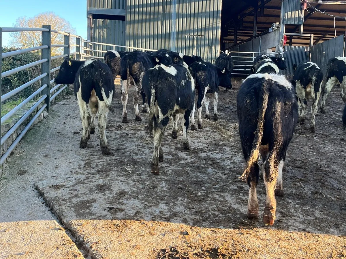15 super  British Frisian bull weanlings - Image 2