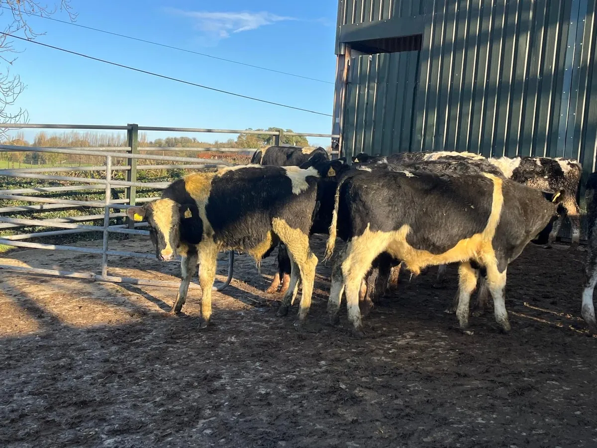 15 super  British Frisian bull weanlings - Image 3