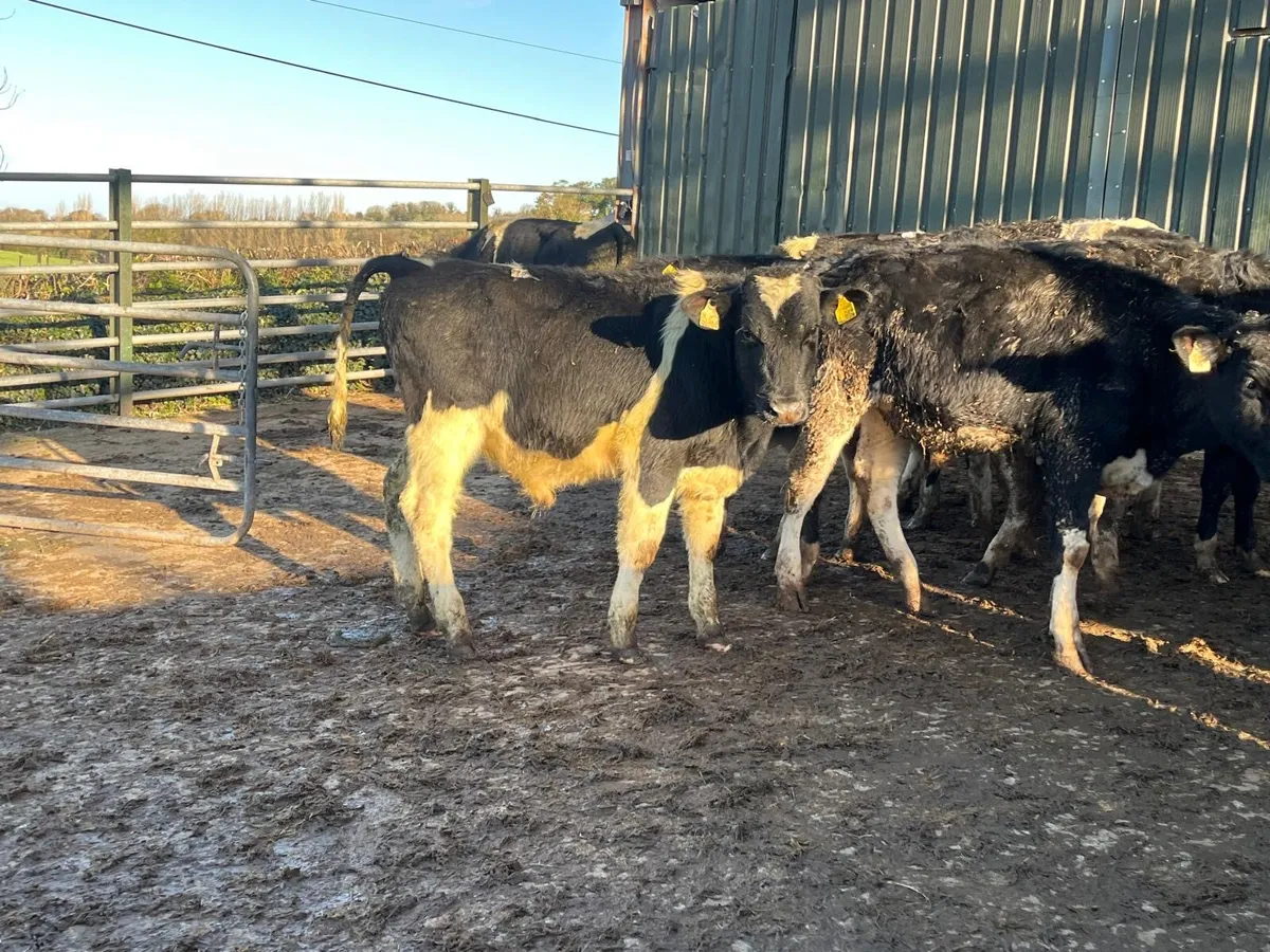 15 super  British Frisian bull weanlings - Image 4