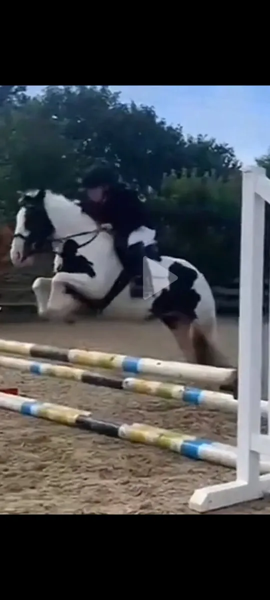 Genuine athletic 8yo 12'2 coloured pony mare