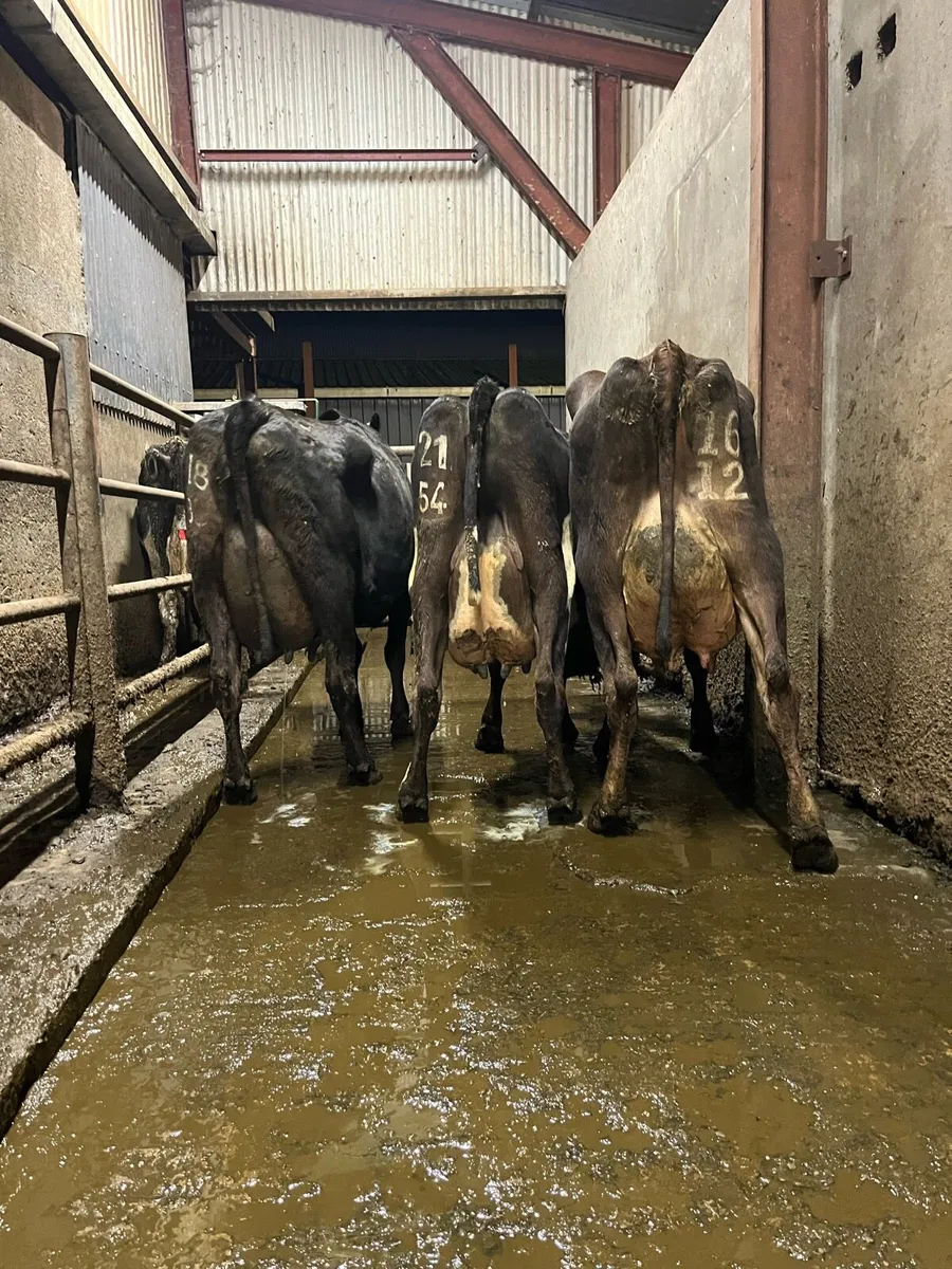 3 fresh calved cows - Image 1