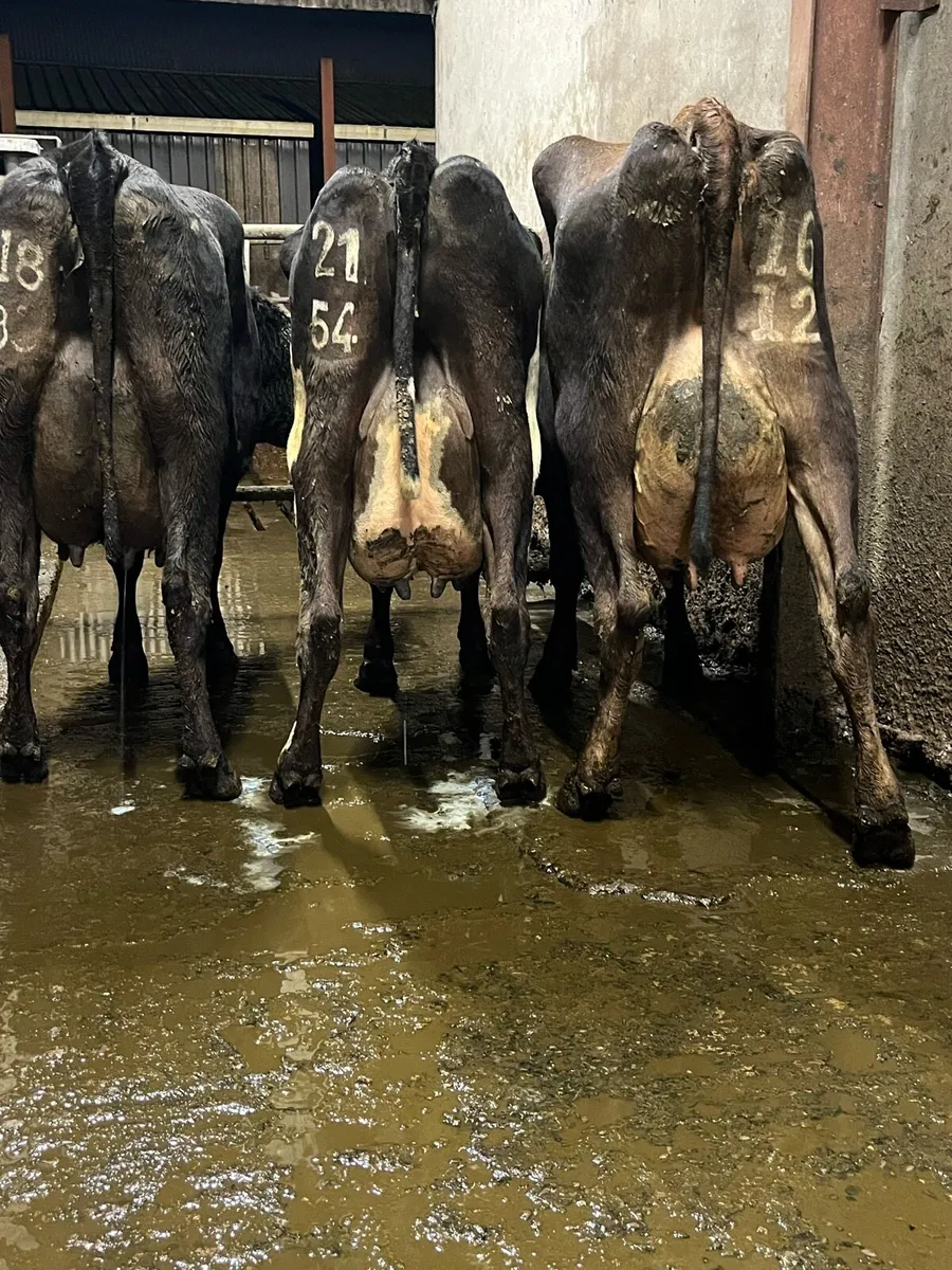 3 fresh calved cows - Image 2