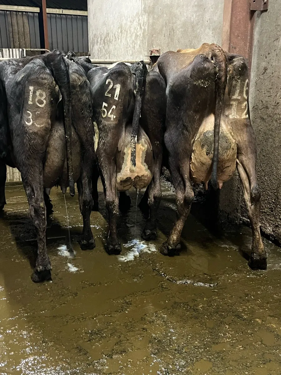 3 fresh calved cows - Image 3