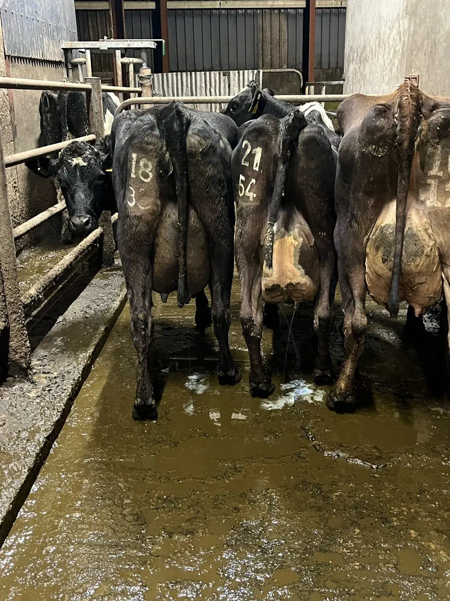 3 fresh calved cows - Image 4