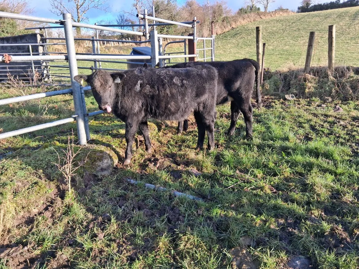 2 AAX heifer weanlings - Image 2