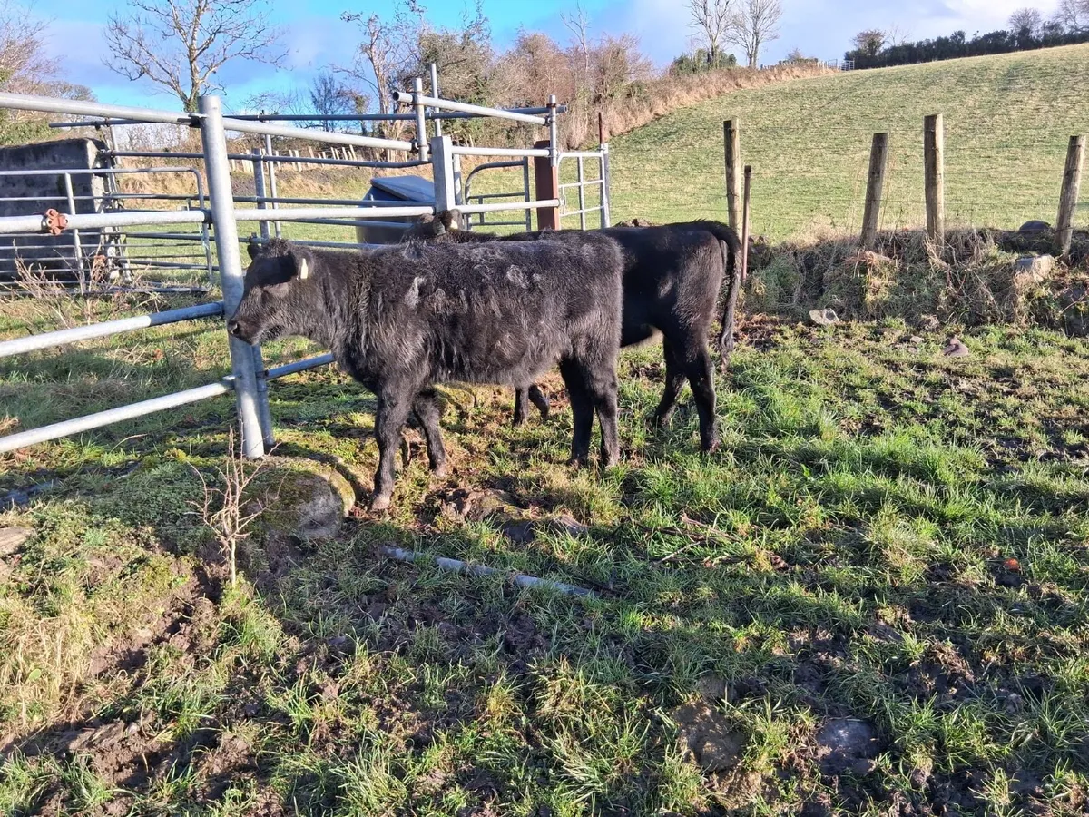 2 AAX heifer weanlings - Image 3