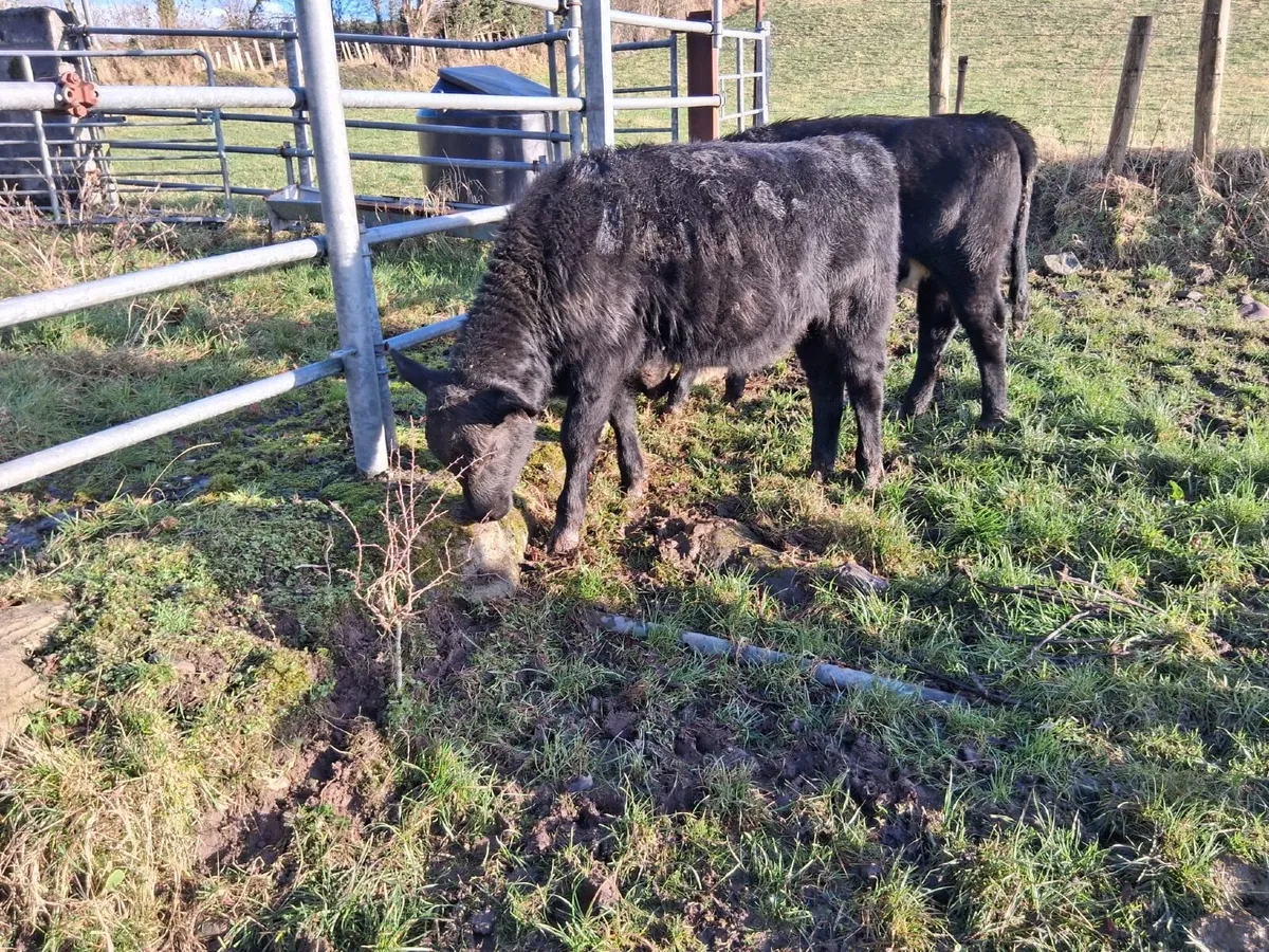 2 AAX heifer weanlings - Image 1