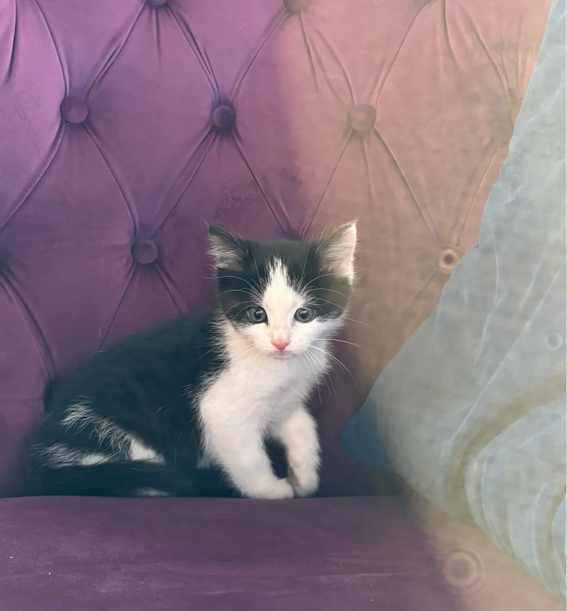 Beautiful Kittens *can deliver* - Image 2