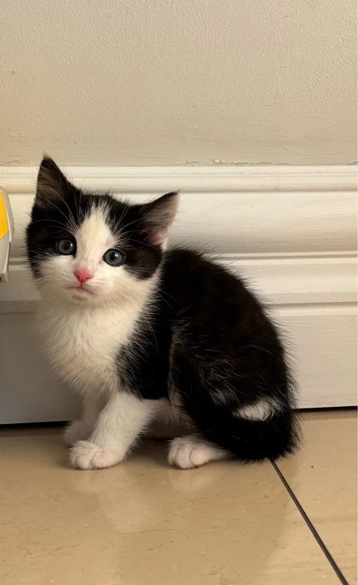 Beautiful Kittens *can deliver* - Image 3