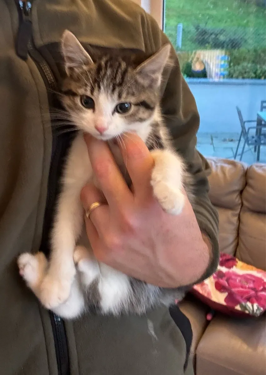 Beautiful Kittens *can deliver* - Image 4