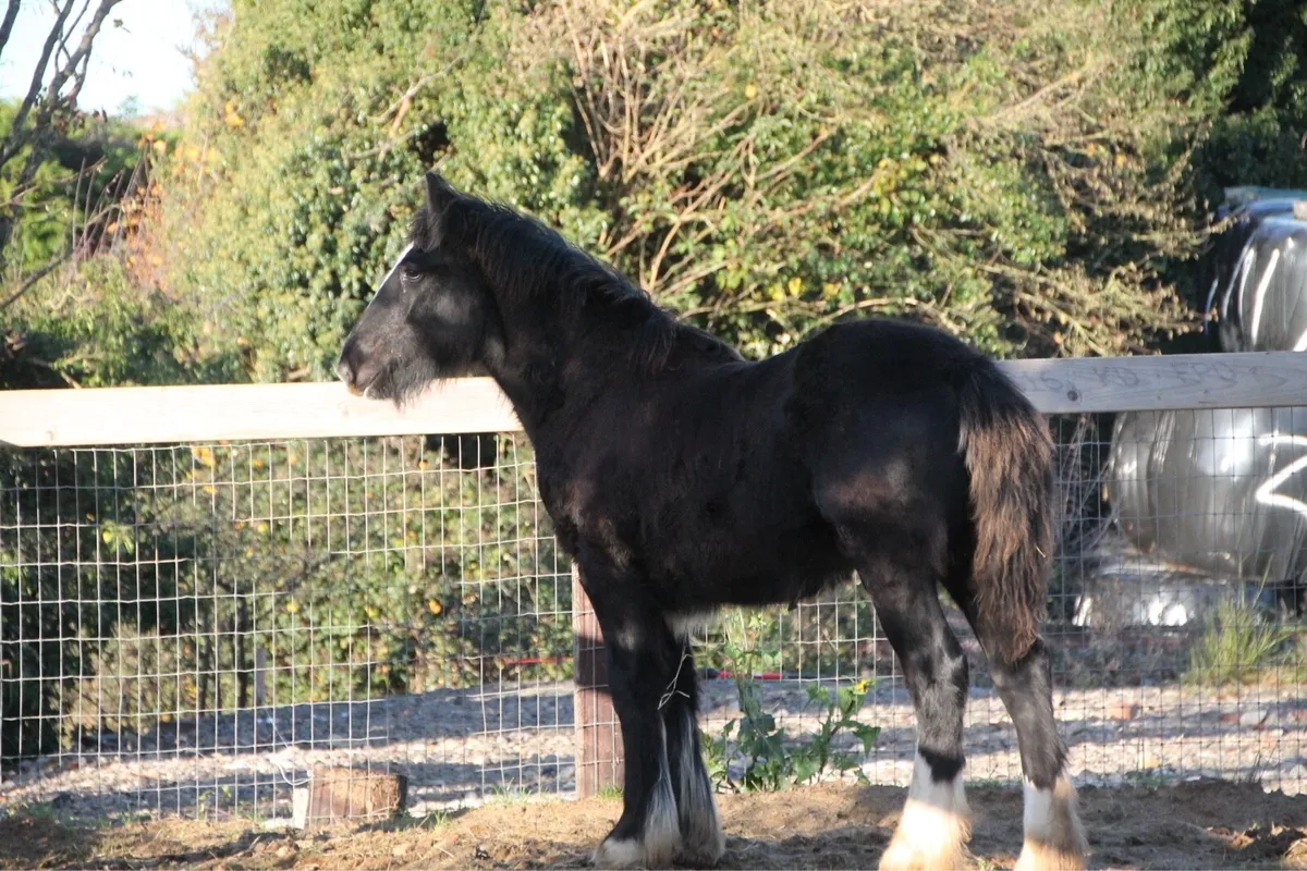 Filly to make 15.2 - Image 1