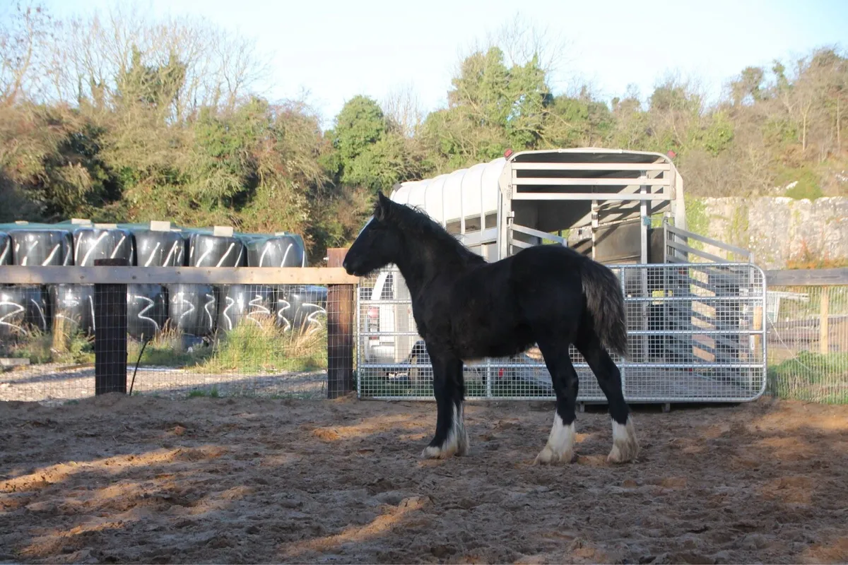 Filly to make 15.2 - Image 2