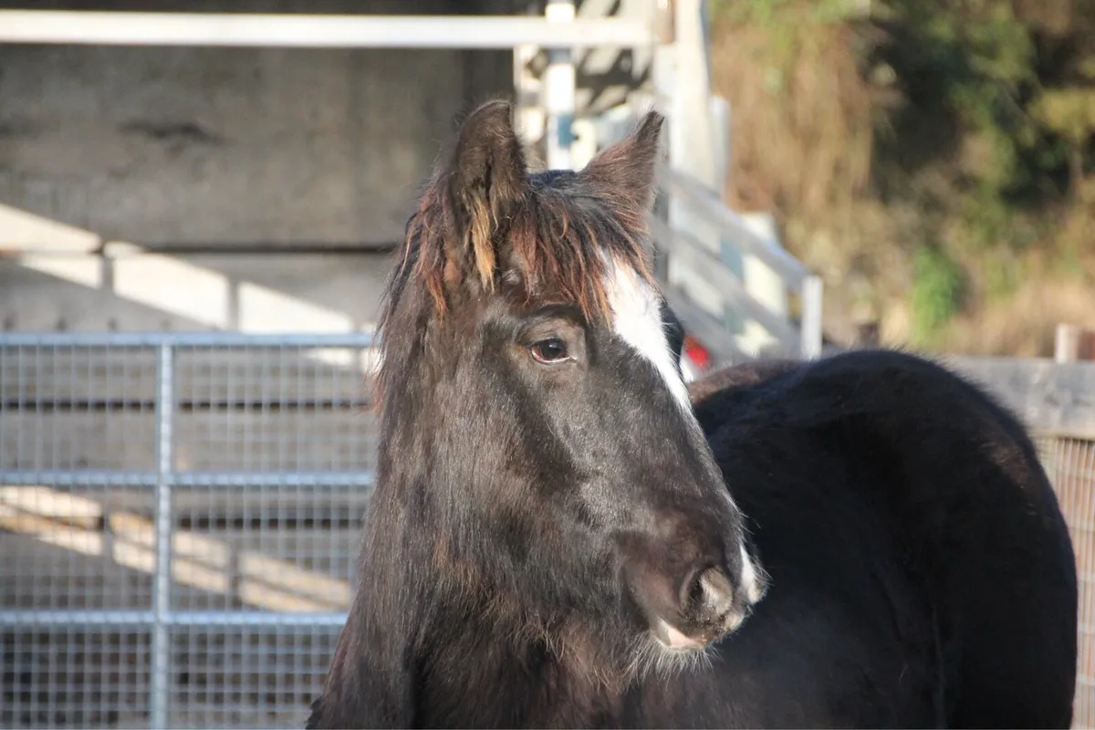 Filly to make 15.2 - Image 3