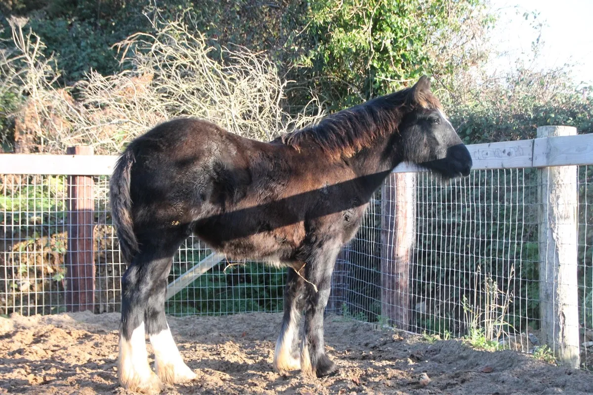 Filly to make 15.2 - Image 4