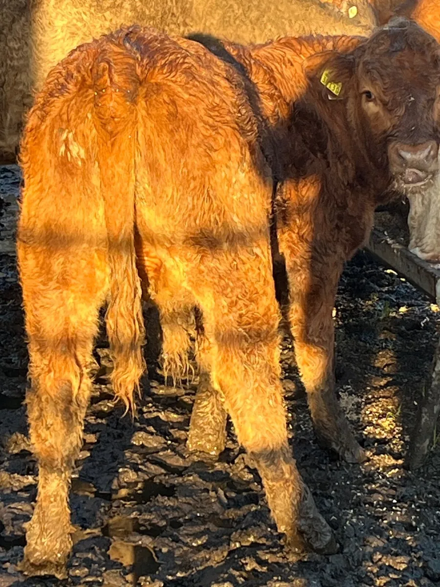 Organic Weanling bullock - Image 2