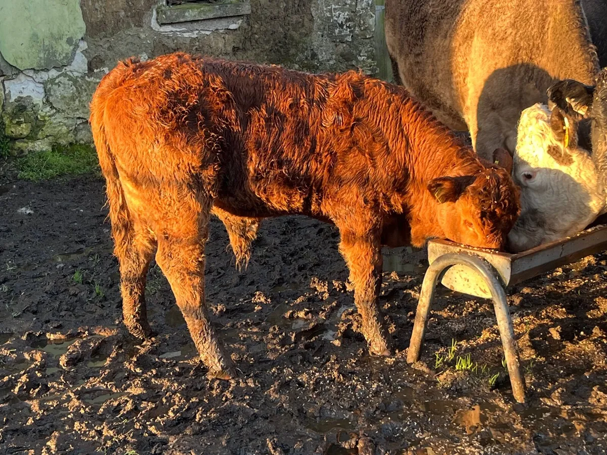 Organic Weanling bullock - Image 1