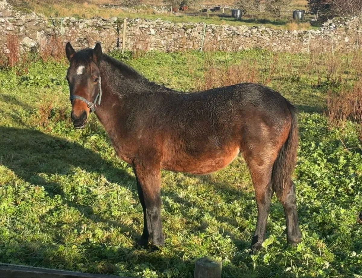 Connamara x draft - Image 1