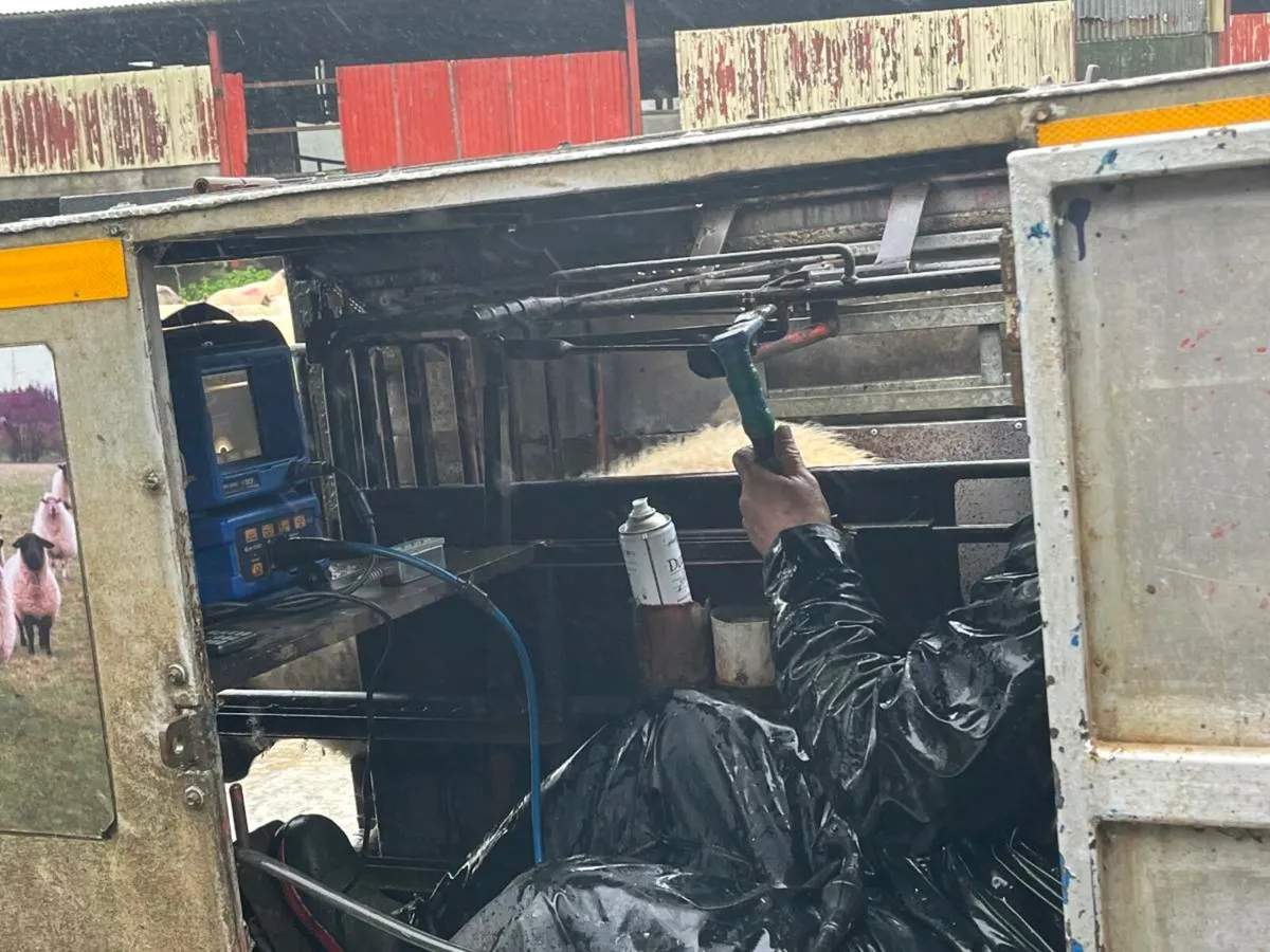 Sheep & Cow Scanning - Image 2