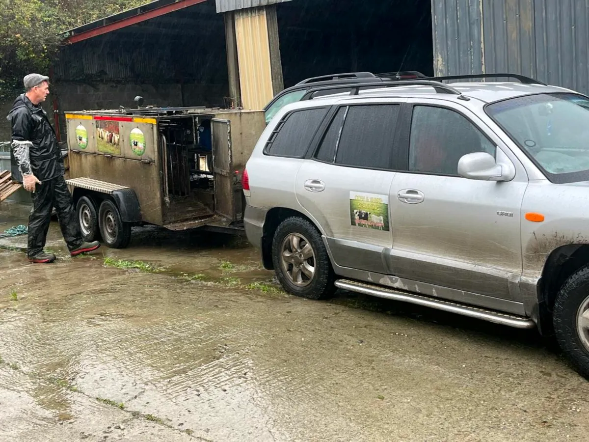 Sheep & Cow Scanning - Image 3