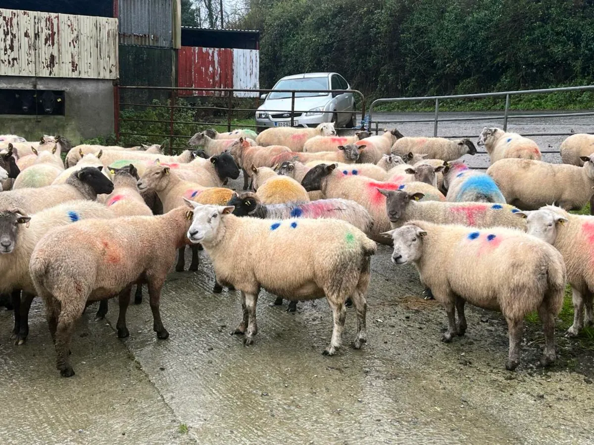 Sheep & Cow Scanning - Image 4