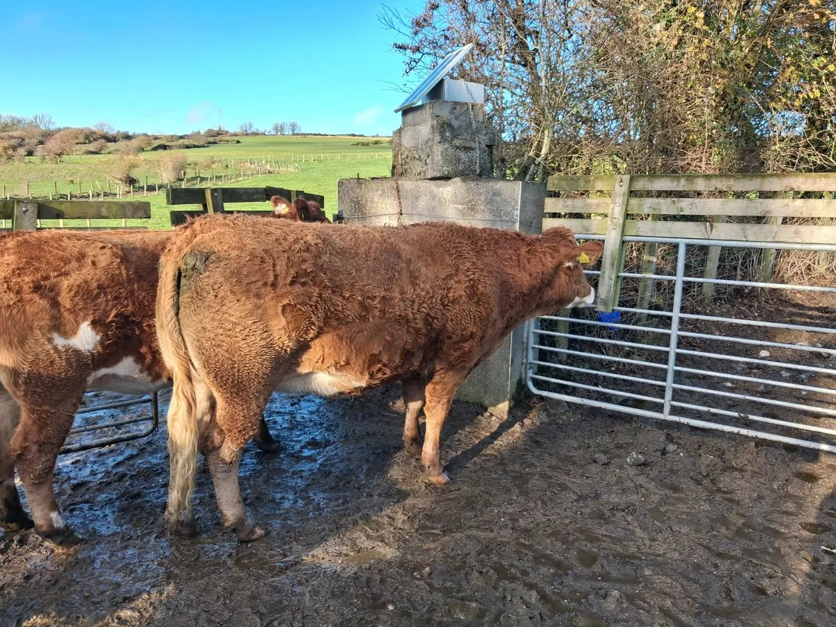 Annual November Day Suckler Sale - Image 2