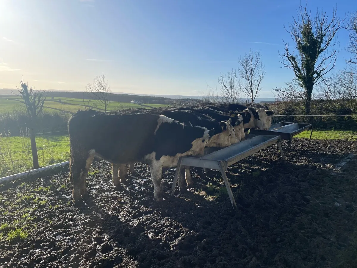Hereford heifers - Image 1