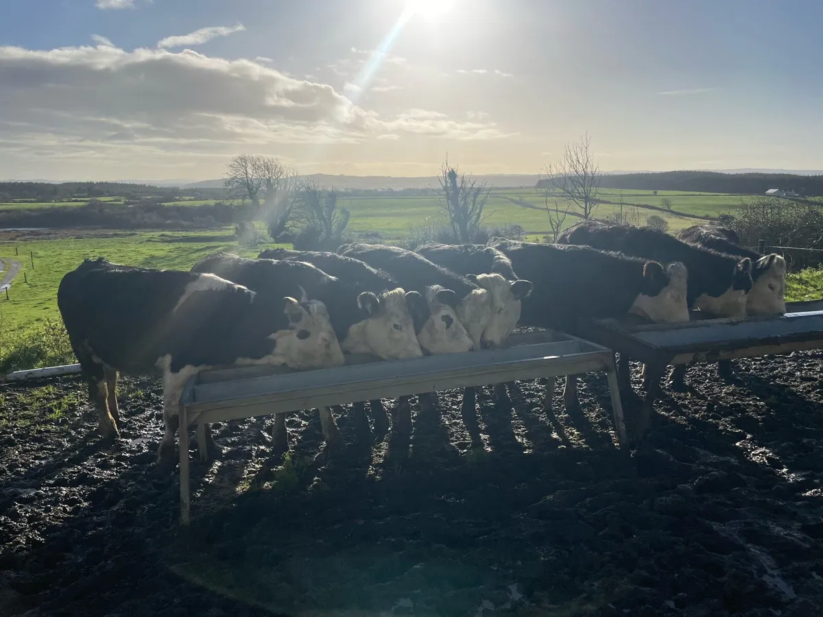 Hereford heifers - Image 2