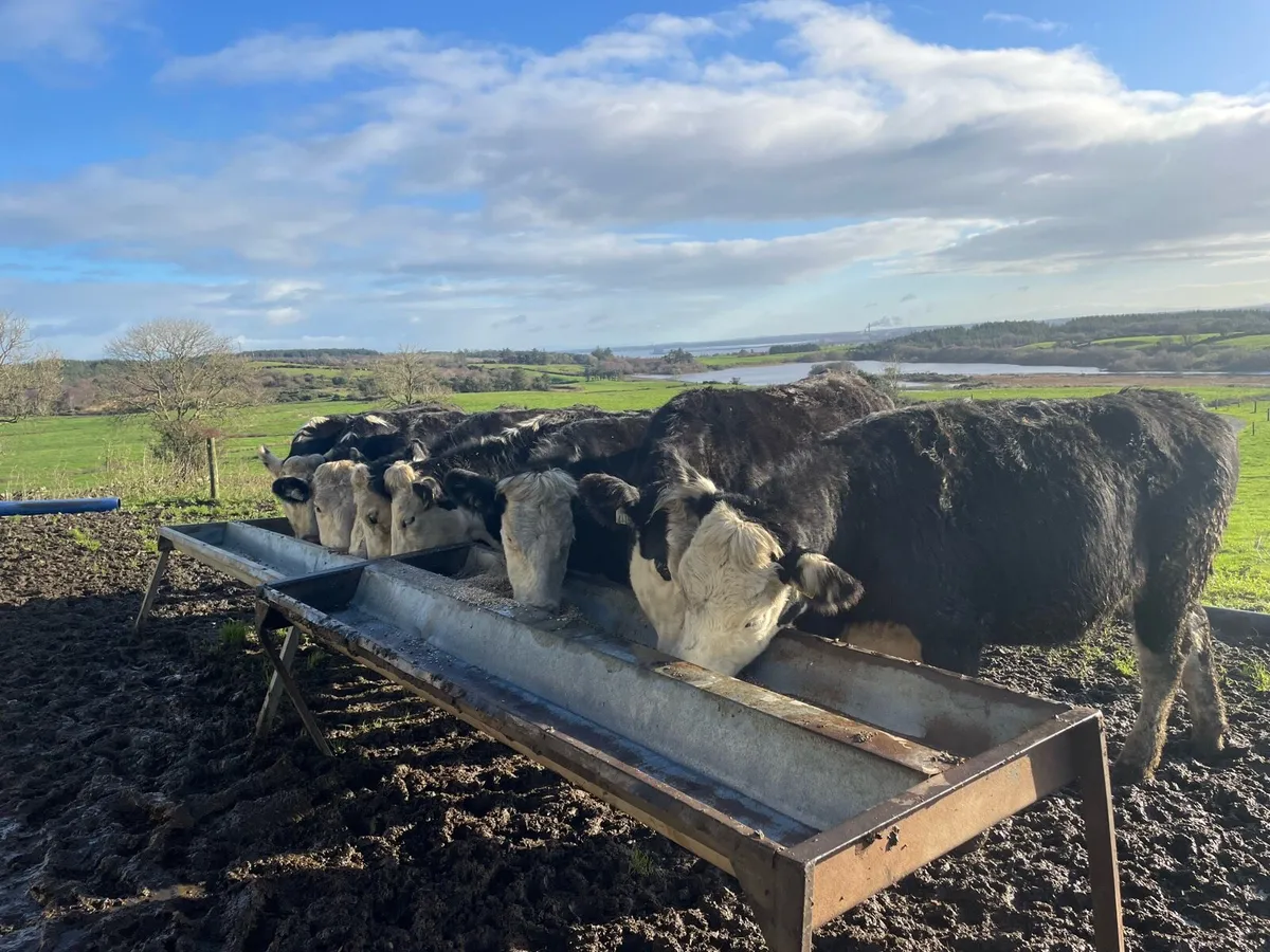 Hereford heifers - Image 3