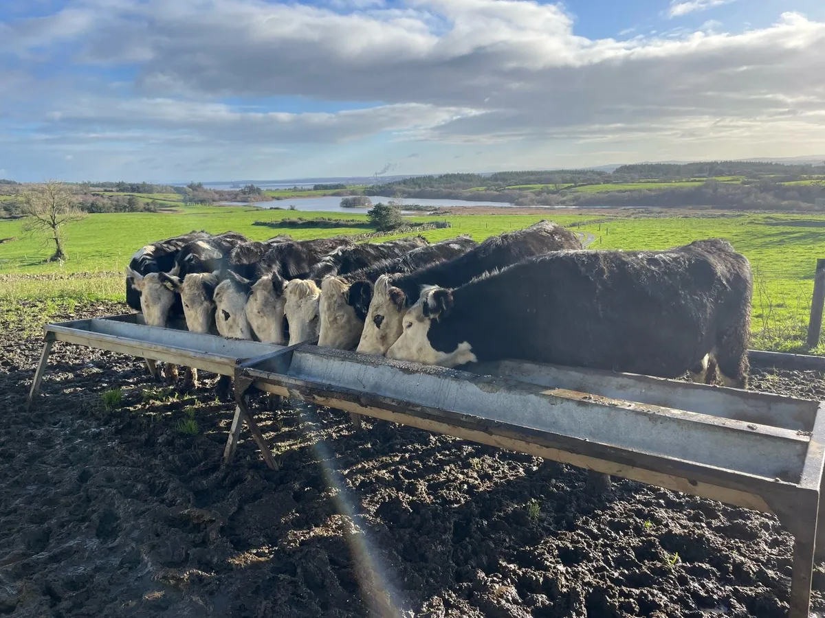 Hereford heifers - Image 4