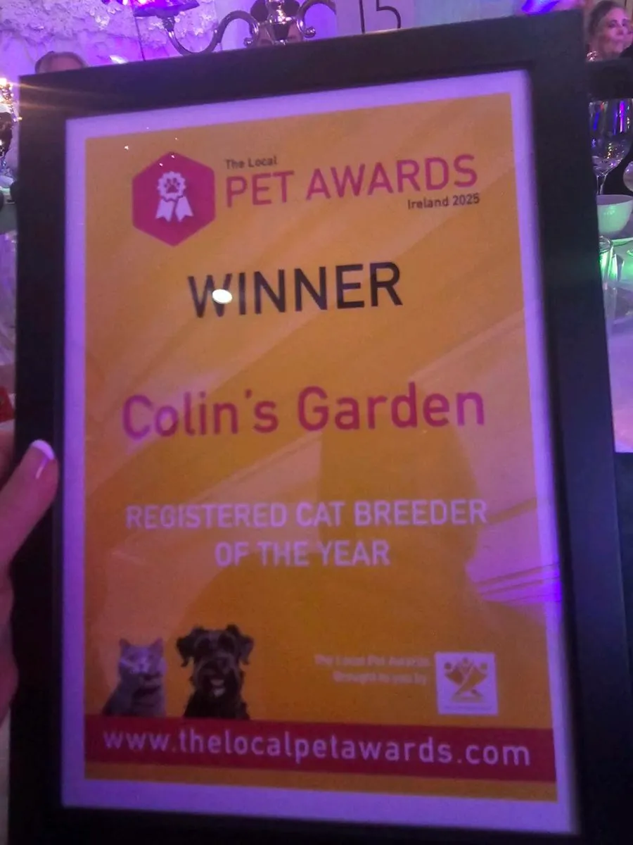 Maine Coon girl pedigree and registered - Image 4