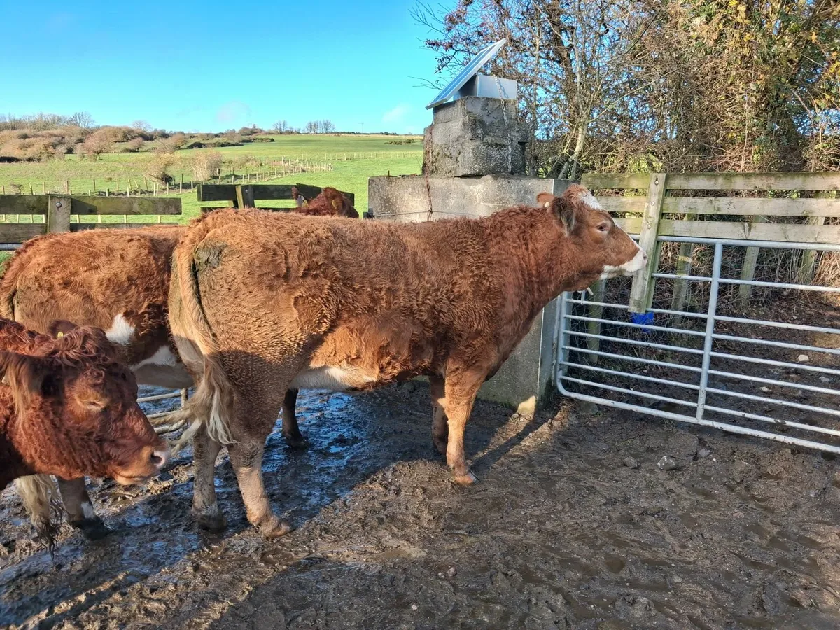 Annual November Day Suckler Sale - Image 1