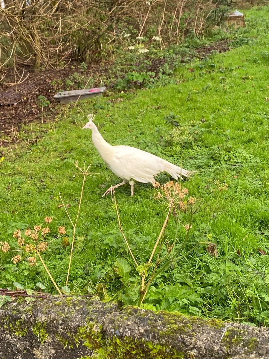 White male pea cock - Image 1
