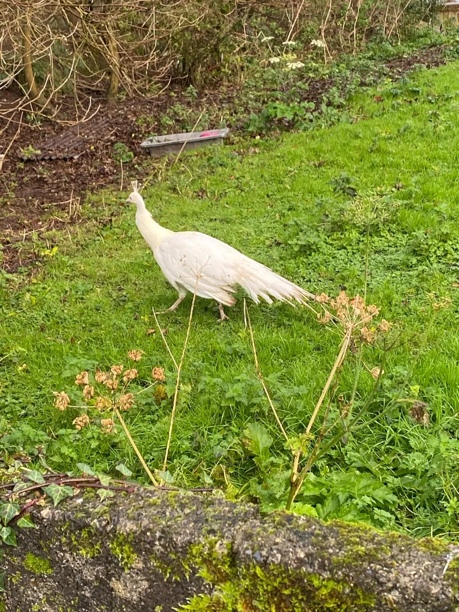 White male pea cock - Image 2