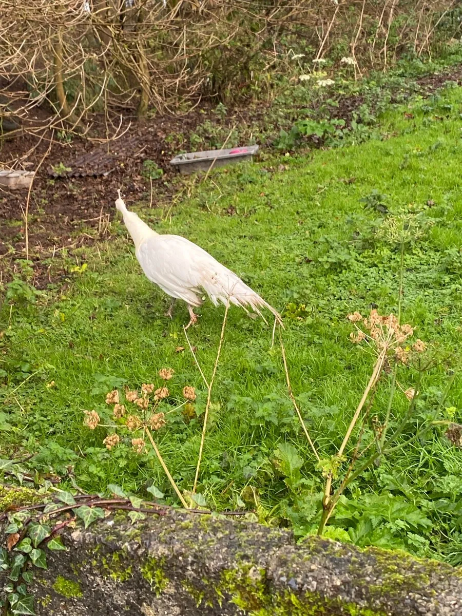 White male pea cock - Image 3