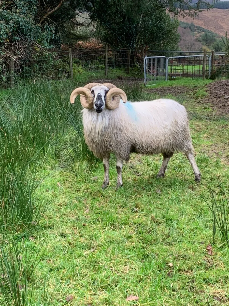 Scotch Ram - Image 1