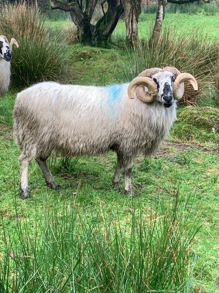 Scotch Ram - Image 2